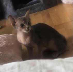 Abyssinier Dushara Silke billede 4