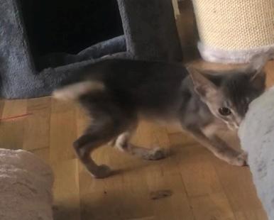 Abyssinier Dushara Silke billede 5