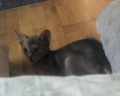 Abyssinier Dushara Silke billede 6