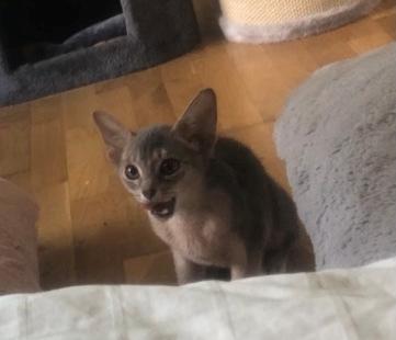 Abyssinier Dushara Silke billede 7