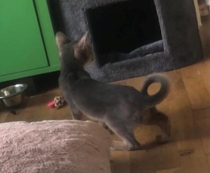 Abyssinier Dushara Silke billede 2