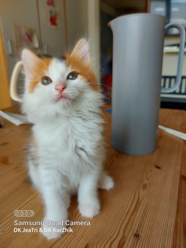 Kurilean Bobtail KorZhik's Klinger billede 1