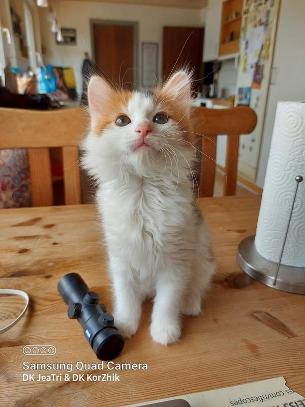 Kurilean Bobtail KorZhik's Klinger billede 3