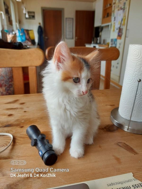 Kurilean Bobtail KorZhik's Klinger billede 2
