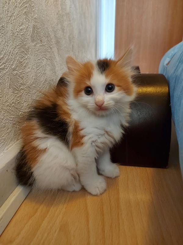 Kurilean Bobtail KorZhik's Klinger billede 5