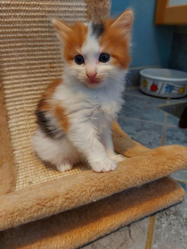 Kurilean Bobtail KorZhik's Klinger billede 6