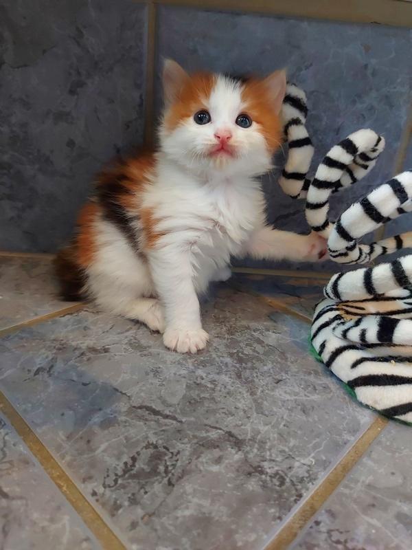 Kurilean Bobtail KorZhik's Klinger billede 7
