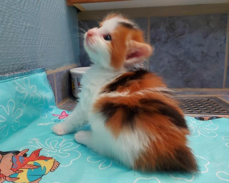 Kurilean Bobtail KorZhik's Klinger billede 8
