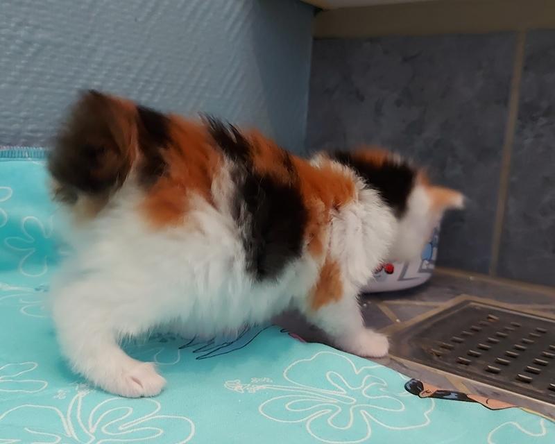 Kurilean Bobtail KorZhik's Klinger billede 9