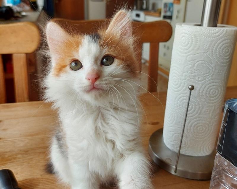 Kurilean Bobtail KorZhik's Klinger billede 4