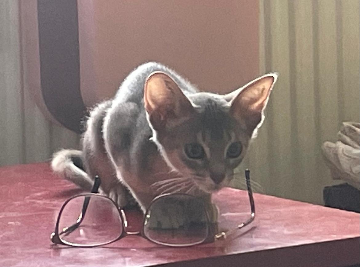 Abyssinier Dushara Silke billede 8