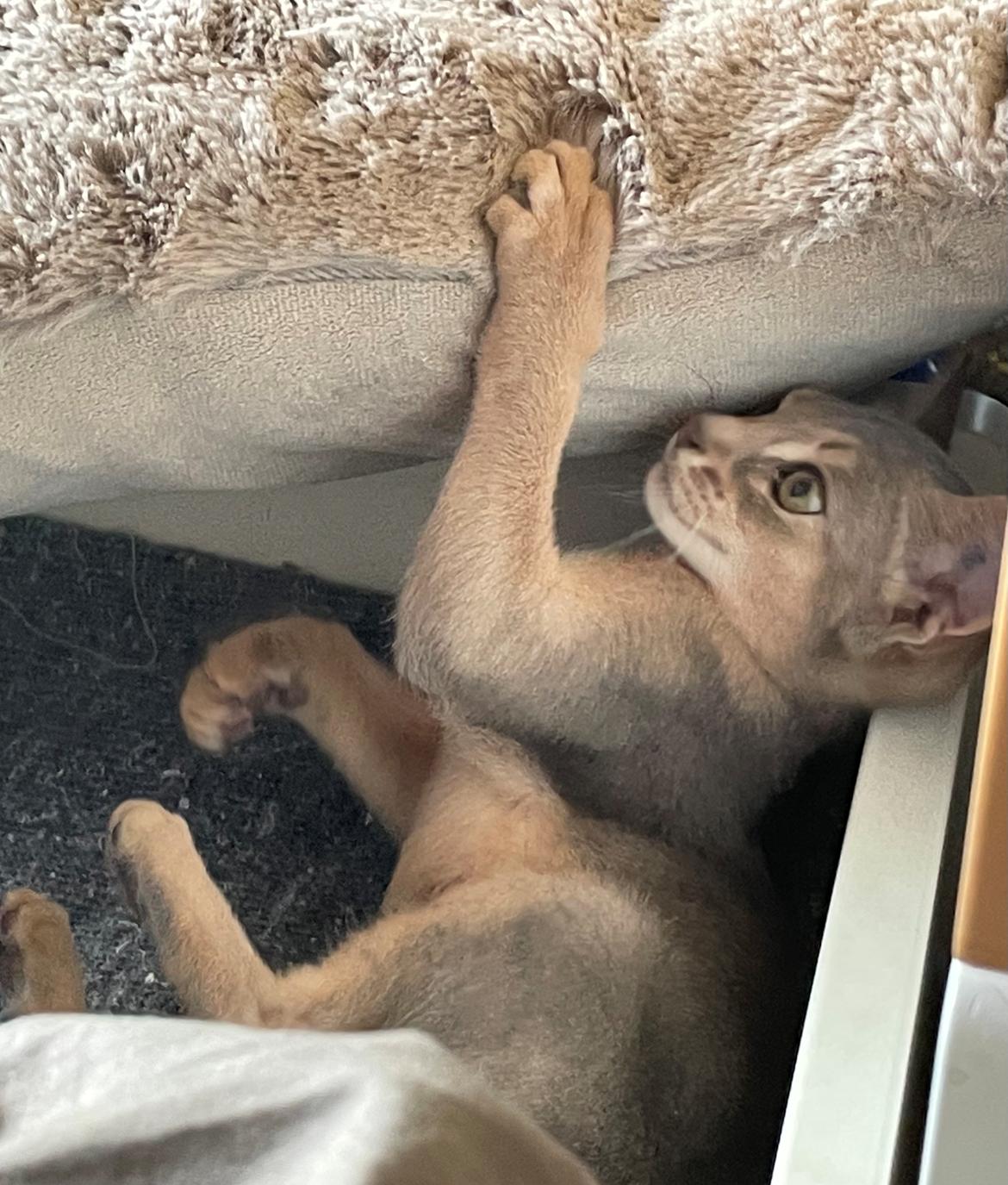 Abyssinier Dushara Silke billede 10