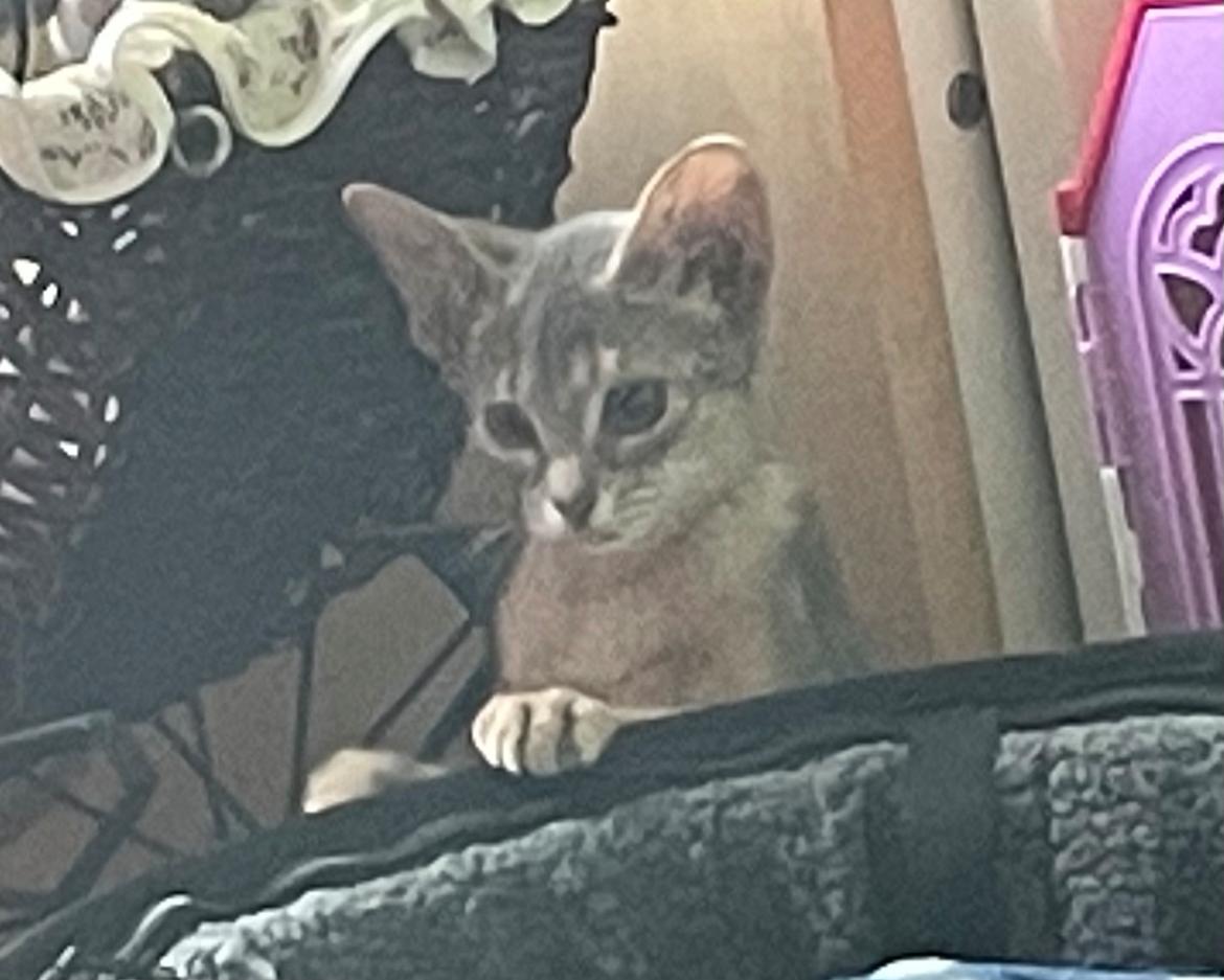 Abyssinier Dushara Silke billede 9