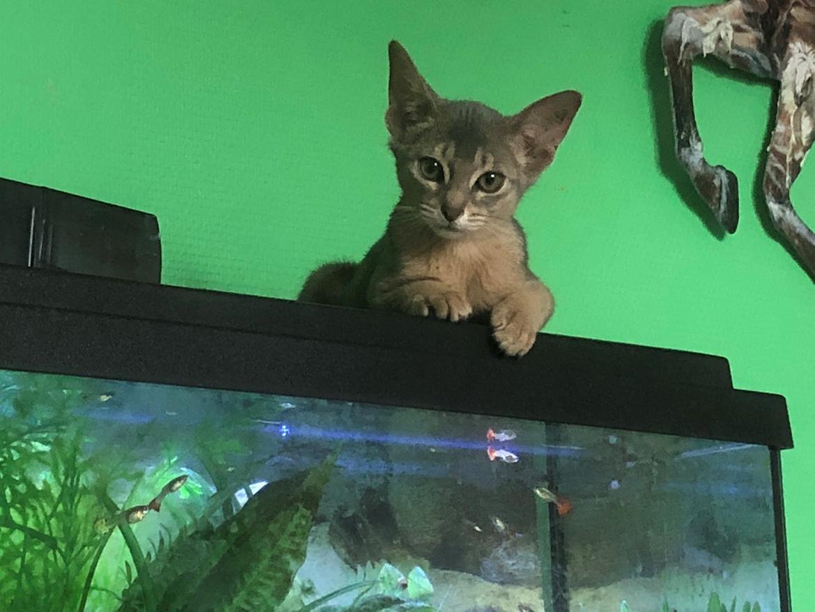 Abyssinier Dushara Silke billede 11