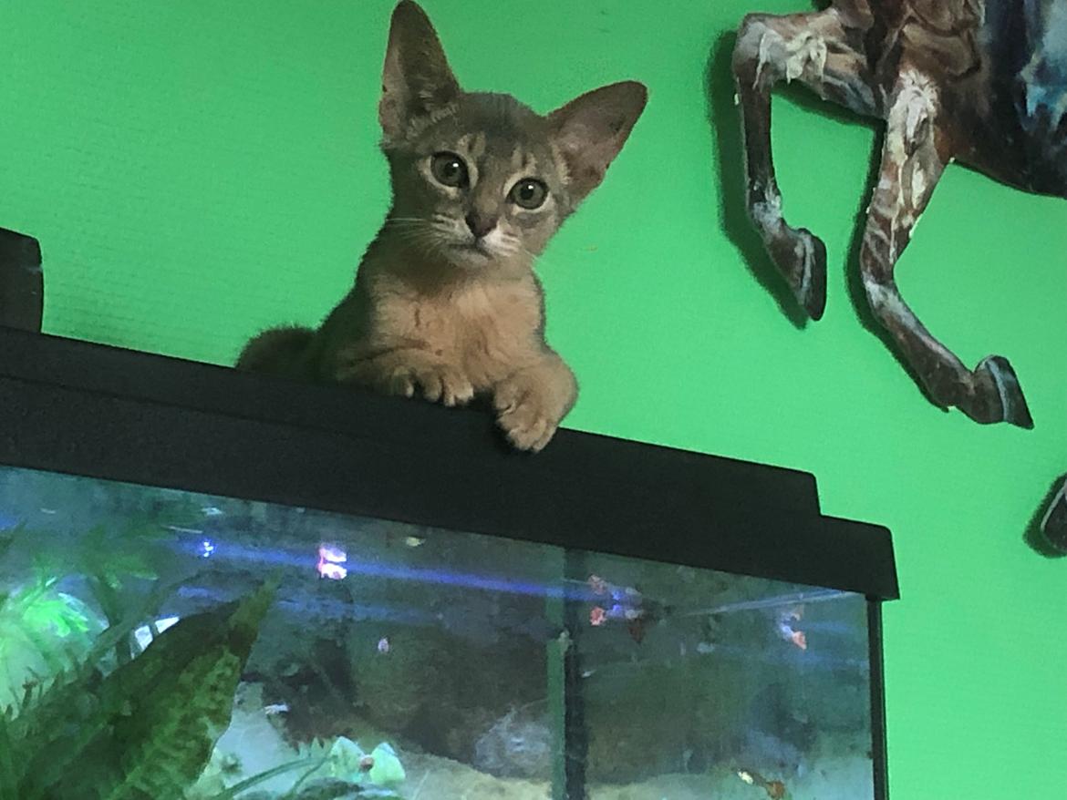 Abyssinier Dushara Silke billede 12