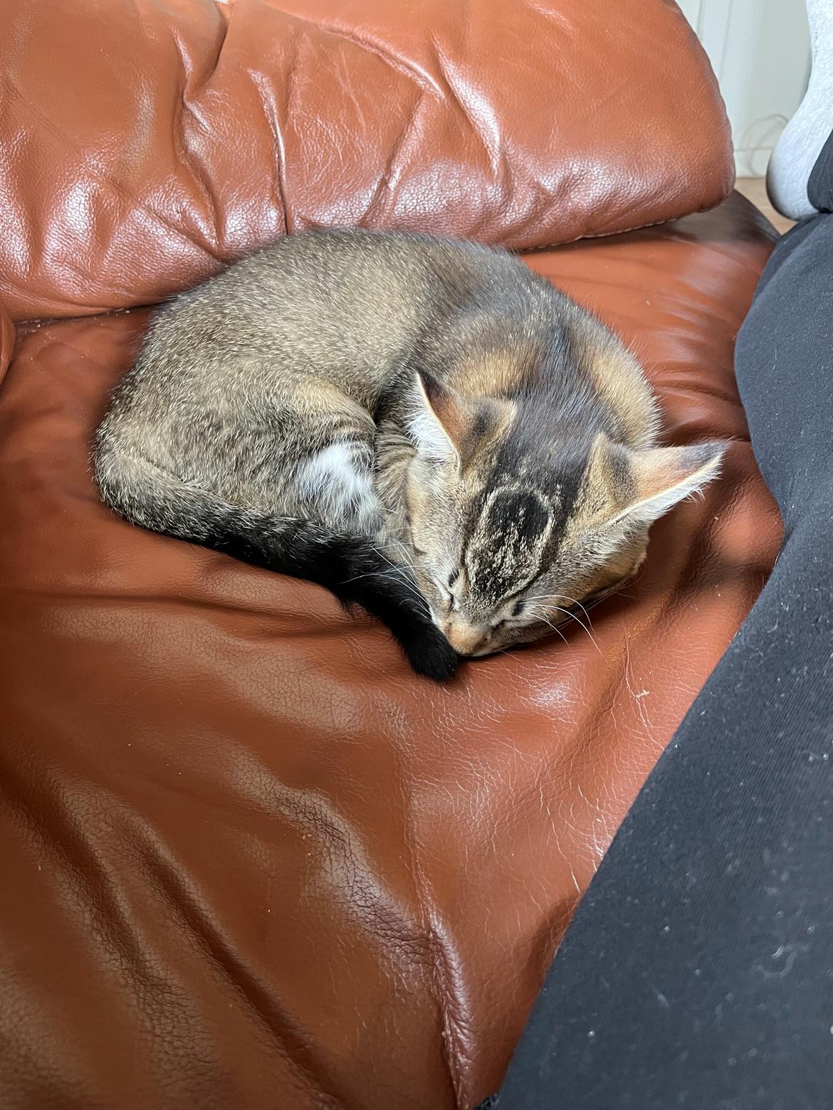 Blanding af racer Luna  RIP aflivet med  billede 2