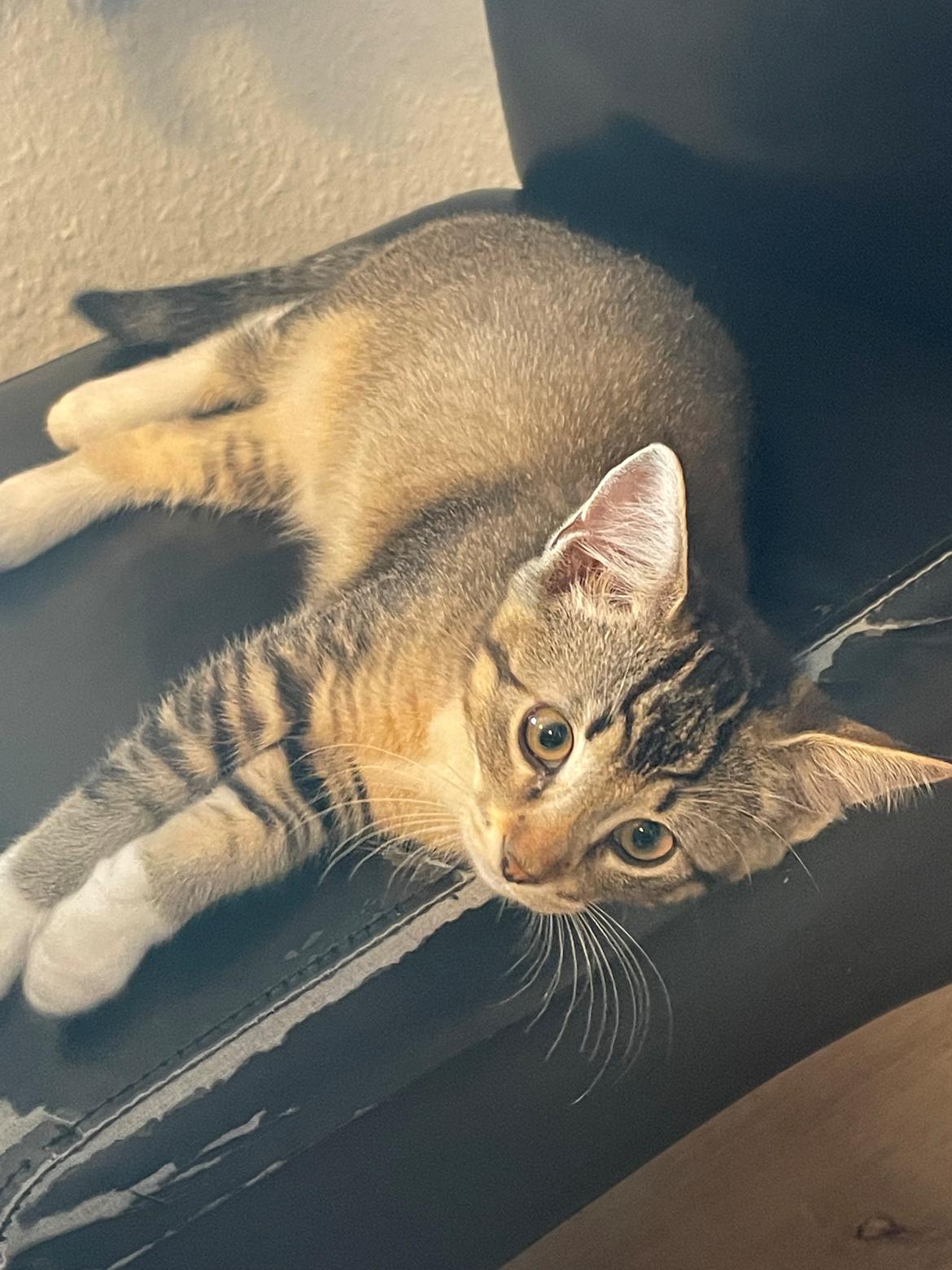 Blanding af racer Luna  RIP aflivet med  billede 6