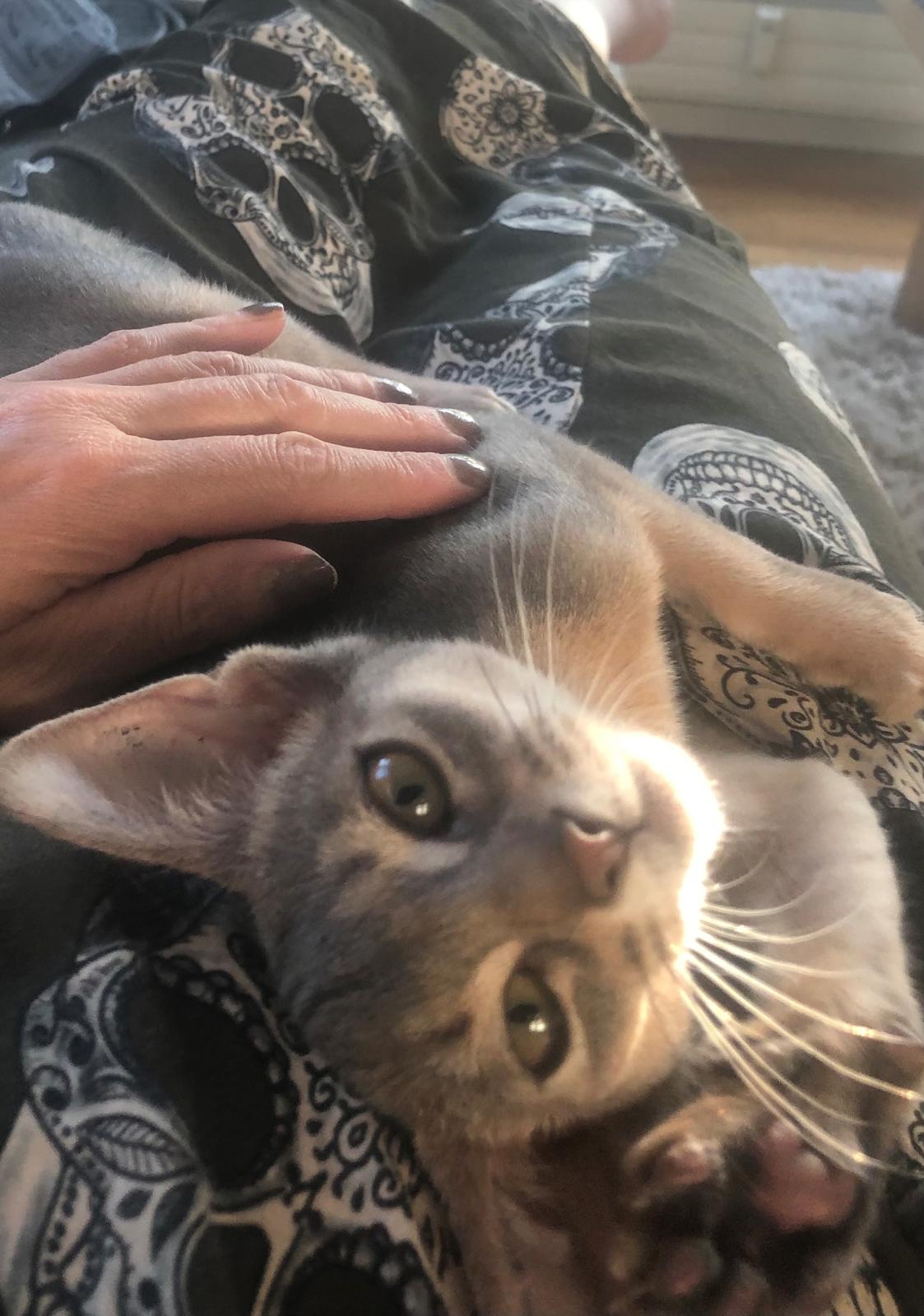 Abyssinier Dushara Silke billede 13