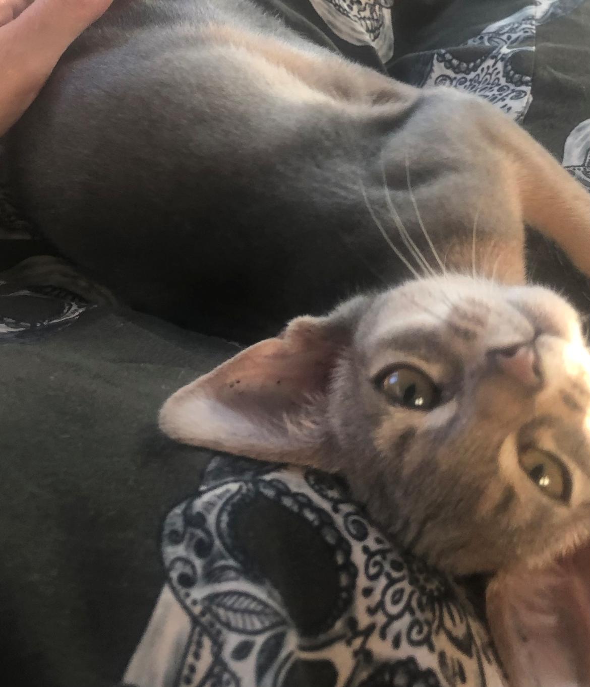 Abyssinier Dushara Silke billede 15