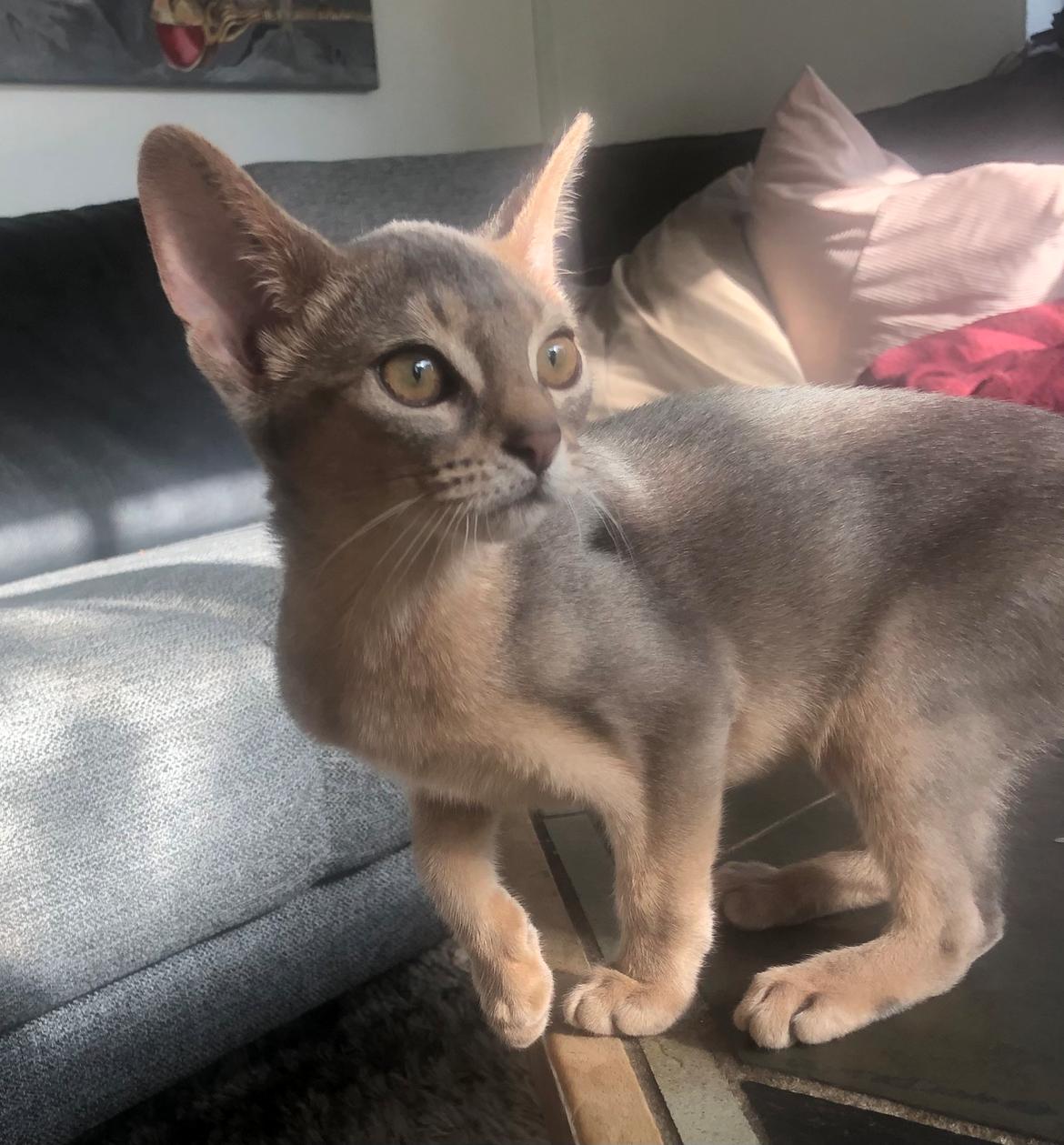 Abyssinier Dushara Silke billede 16