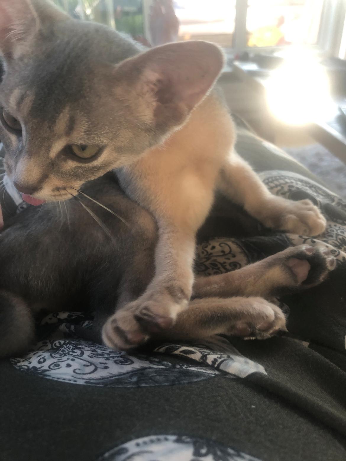 Abyssinier Dushara Silke billede 17