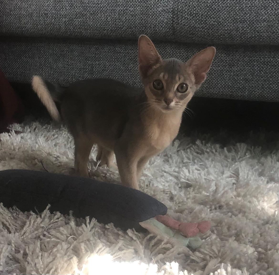 Abyssinier Dushara Silke billede 14