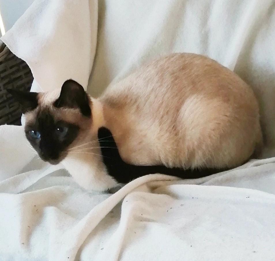 Thai         Traditionel siameser   Gaja Smart Sara. pl billede 1