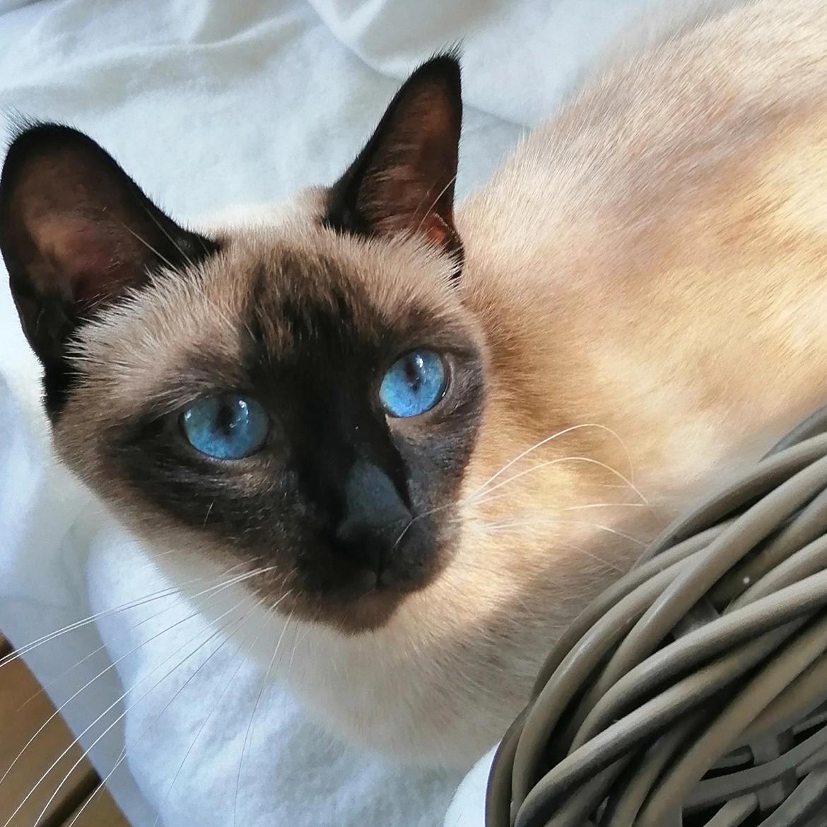 Thai         Traditionel siameser   Gaja Smart Sara. pl billede 2