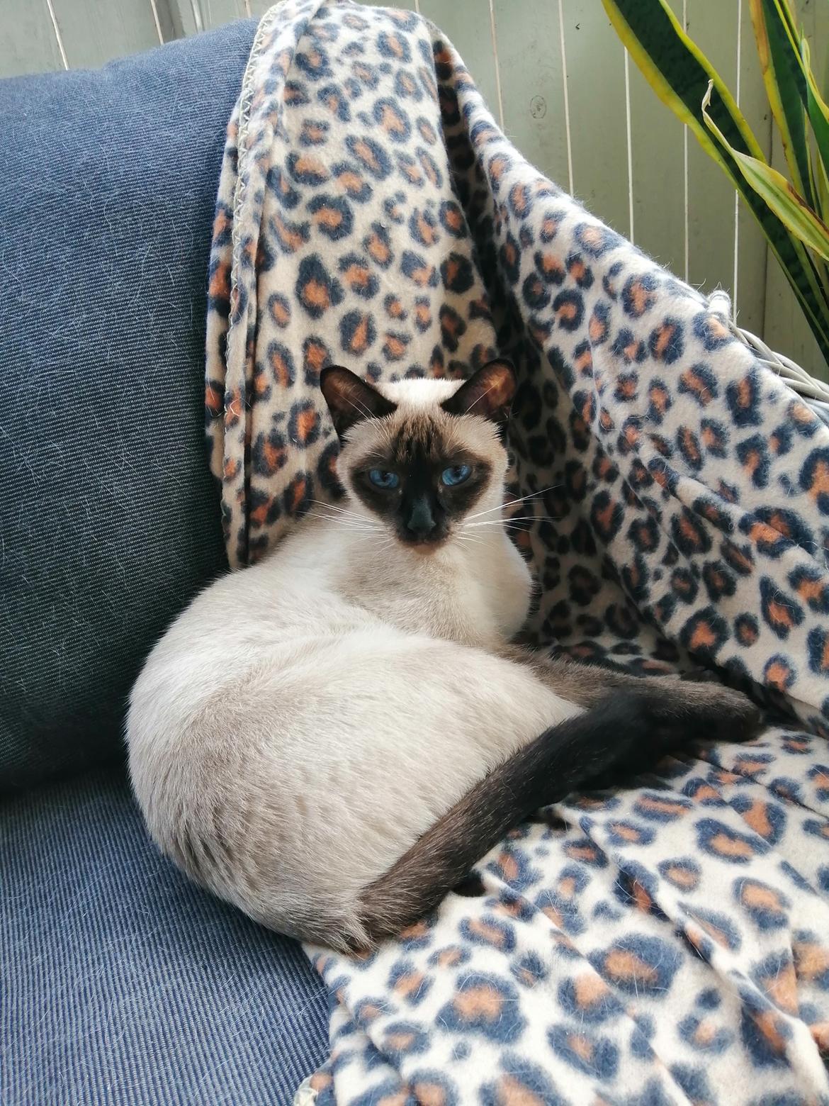 Thai         Traditionel siameser   Gaja Smart Sara. pl billede 6