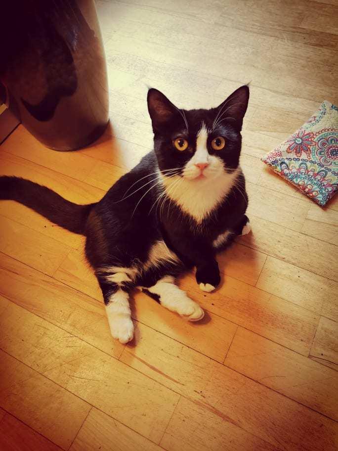 Munchkin Selma billede 3