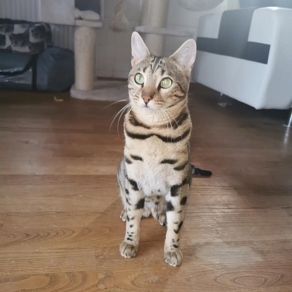 Bengal Piramocats Aya billede 2