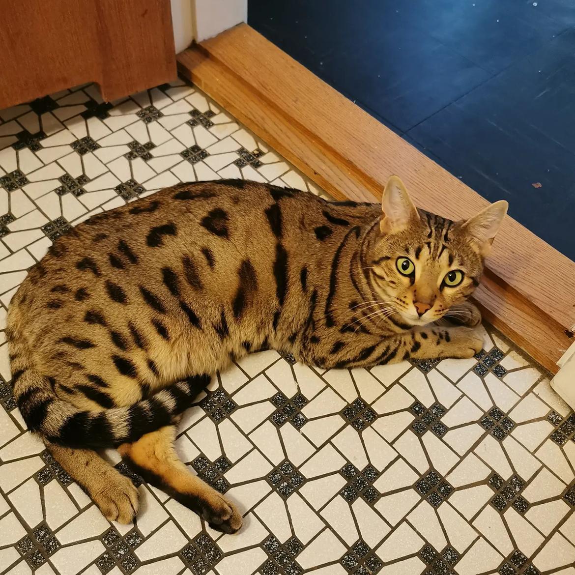 Bengal Piramocats Aya billede 3