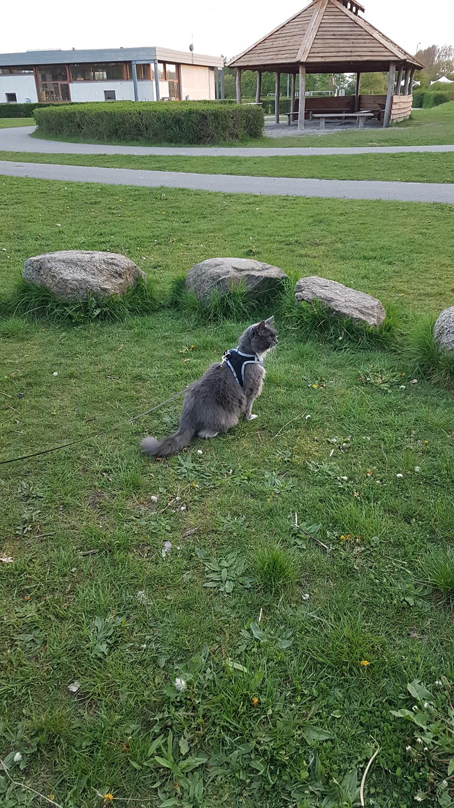 Huskat Bella Luna billede 17