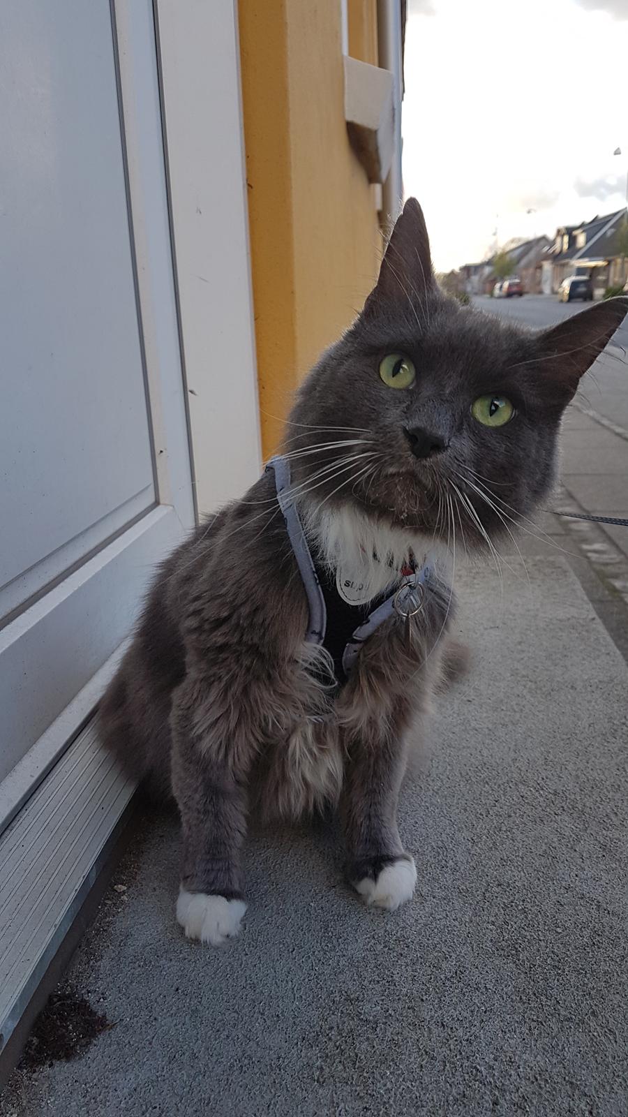 Huskat Bella Luna billede 19