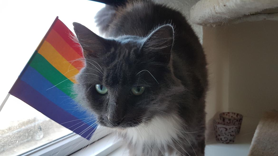 Huskat Bella Luna billede 21