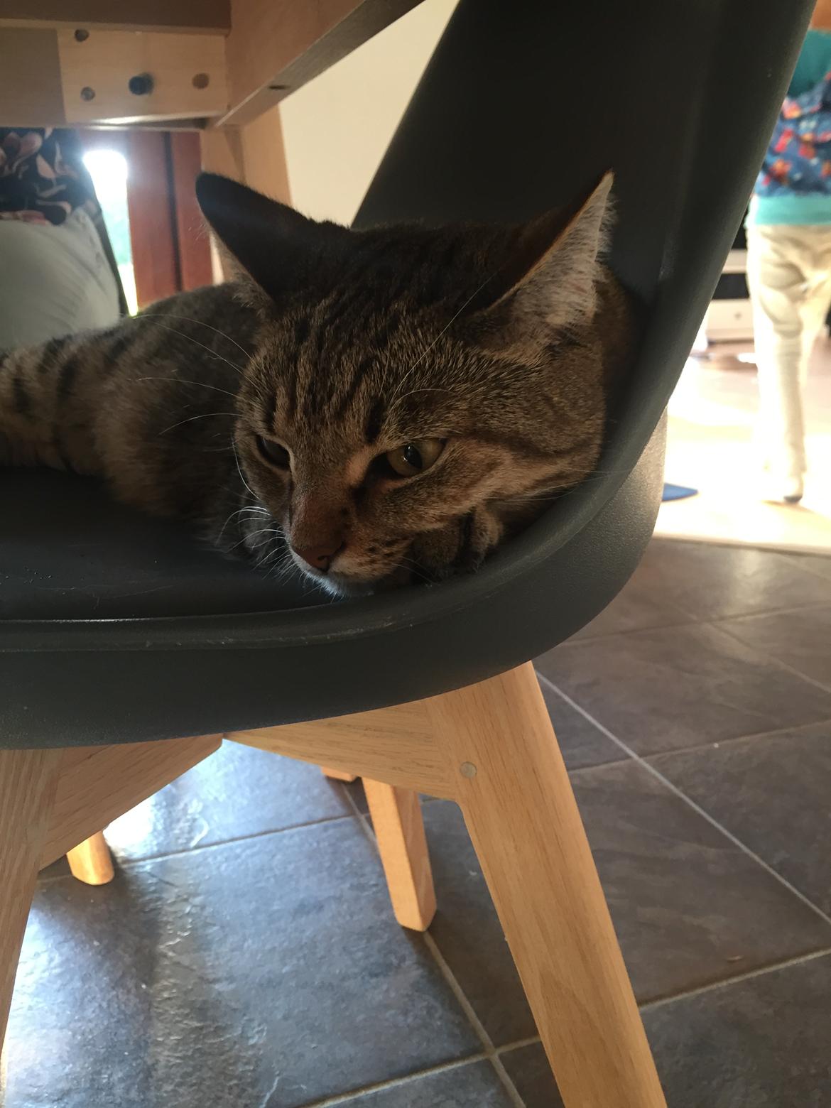 Europé Frej billede 1