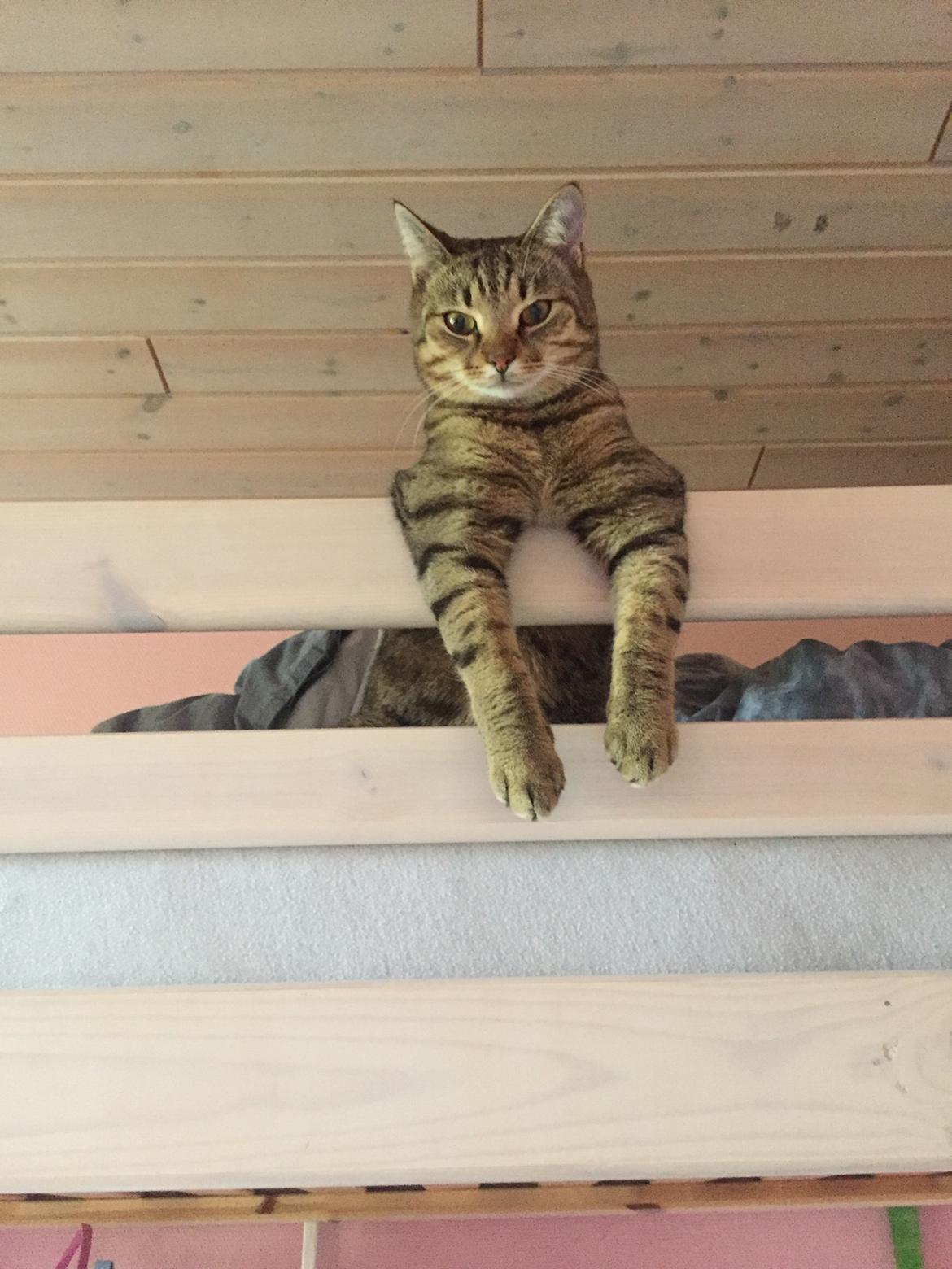 Europé Frej billede 5