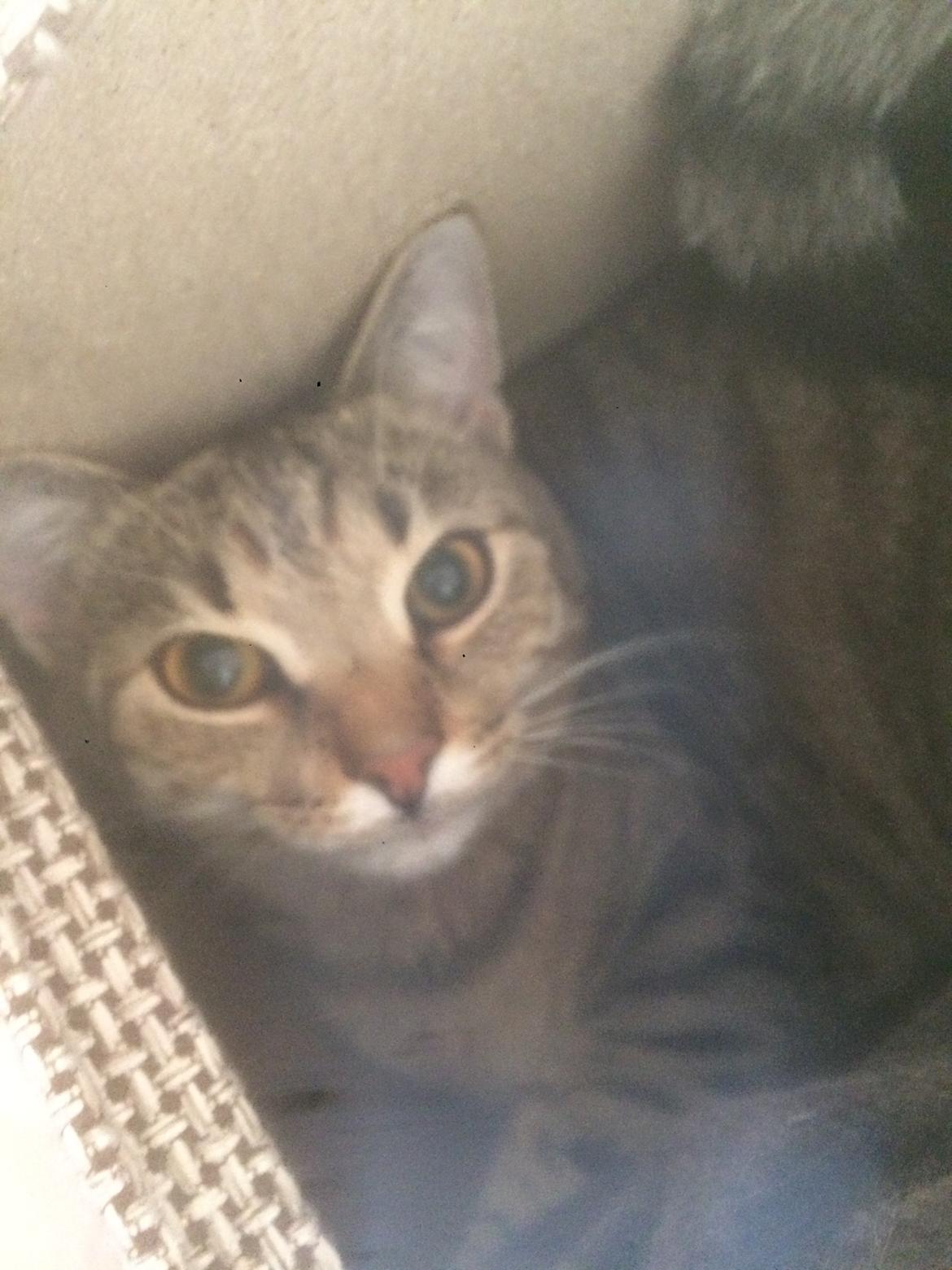 Europé Frej billede 9