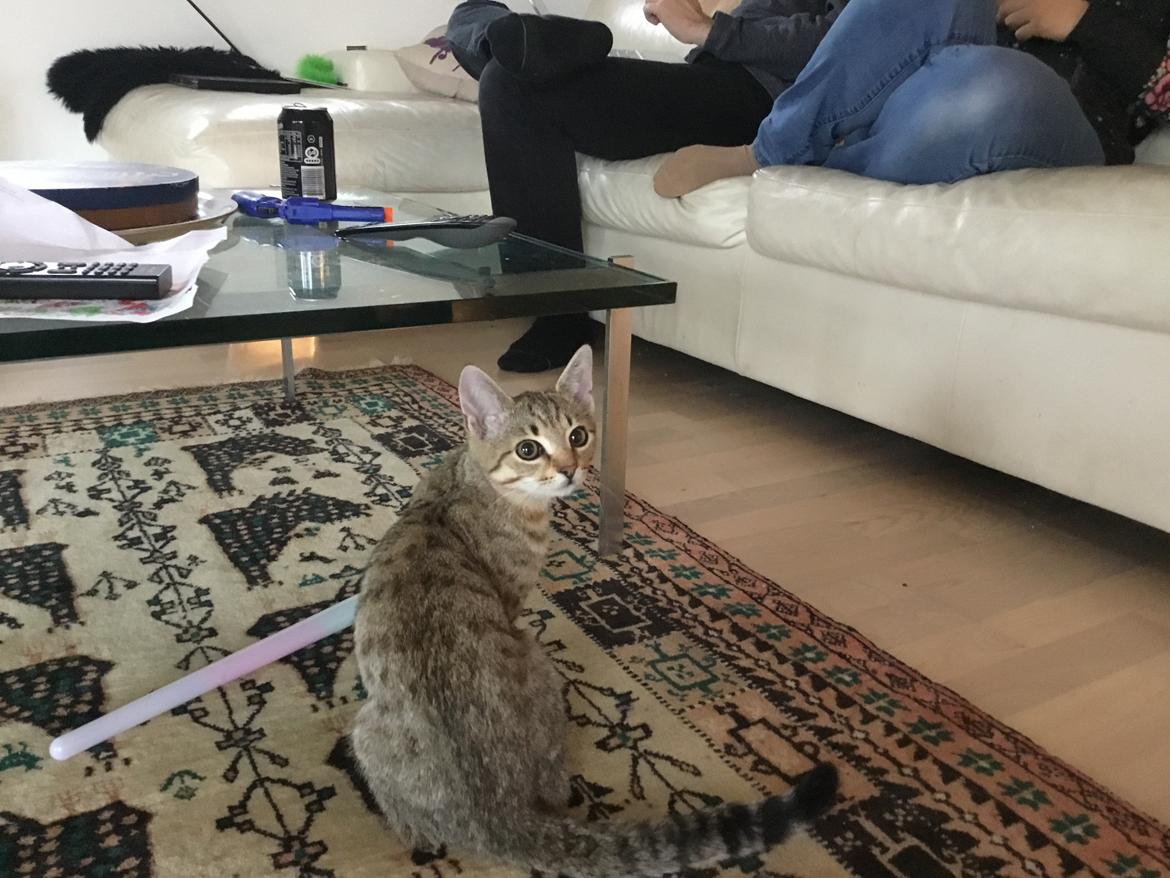 Europé Frej billede 11