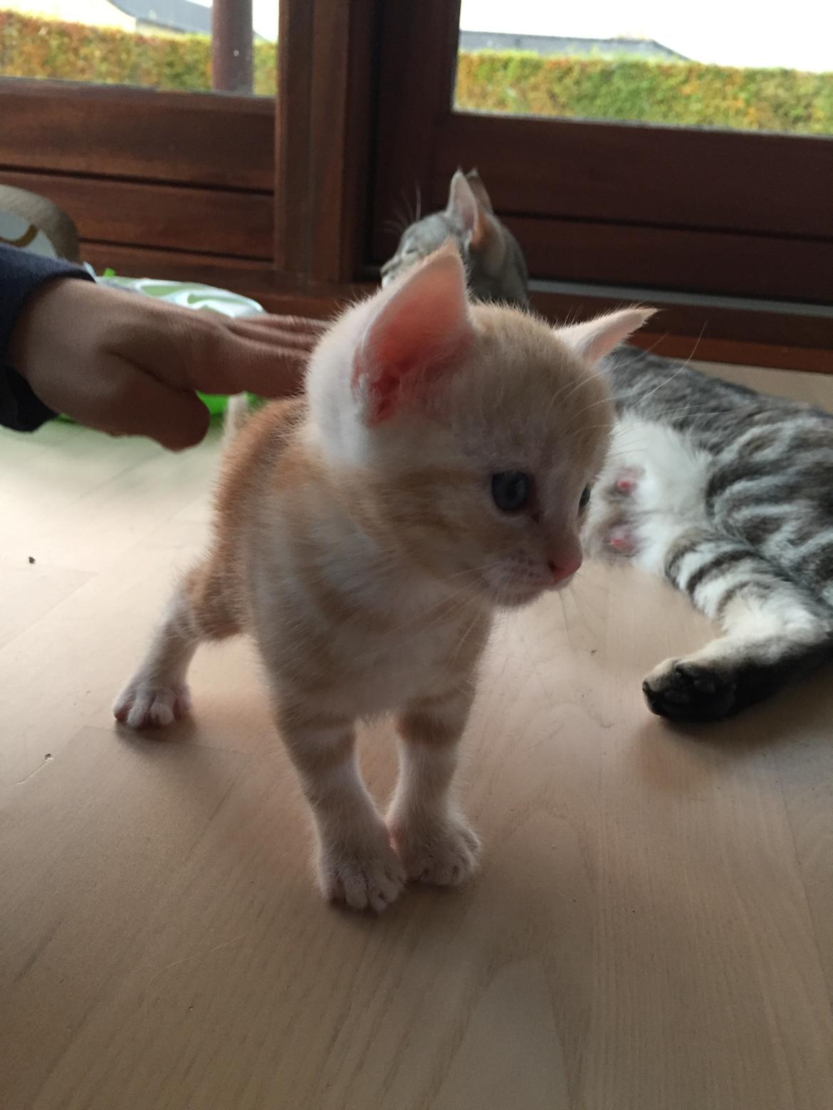 Europé Kaj billede 6