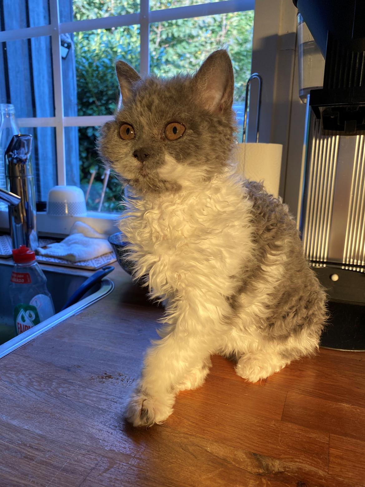 Selkirk Rex  Pumpkin billede 1