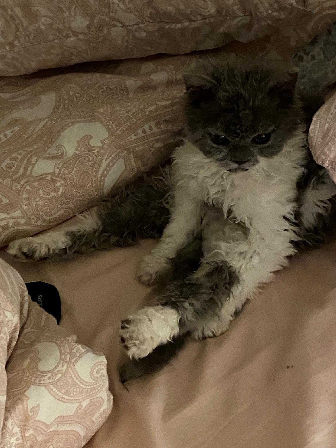 Selkirk Rex  Pumpkin billede 5