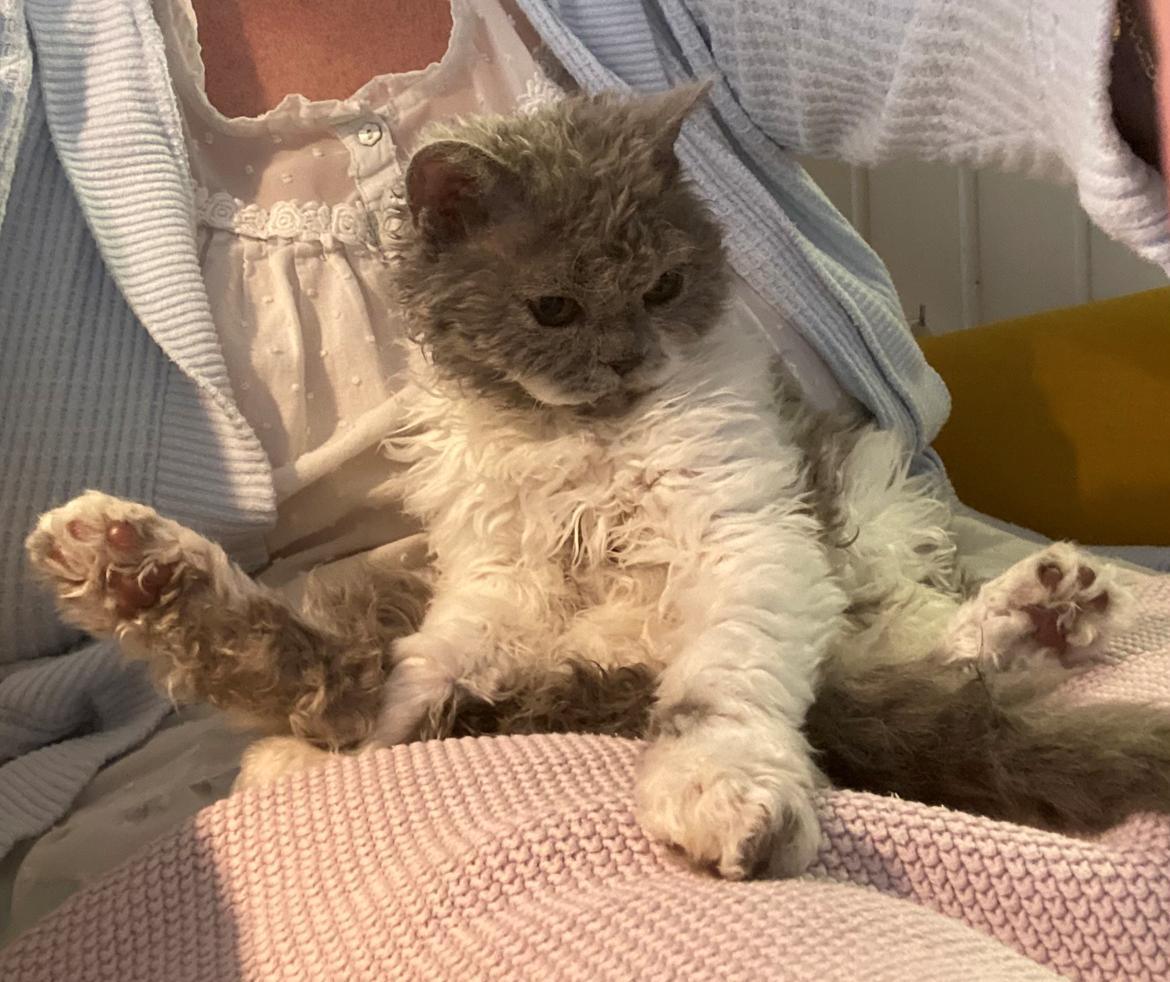 Selkirk Rex  Pumpkin billede 6