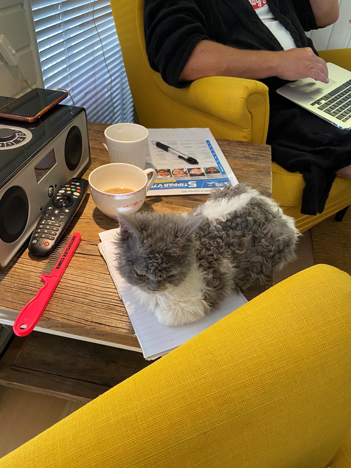 Selkirk Rex  Pumpkin billede 12