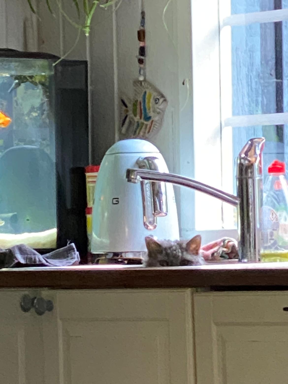 Selkirk Rex  Pumpkin billede 8