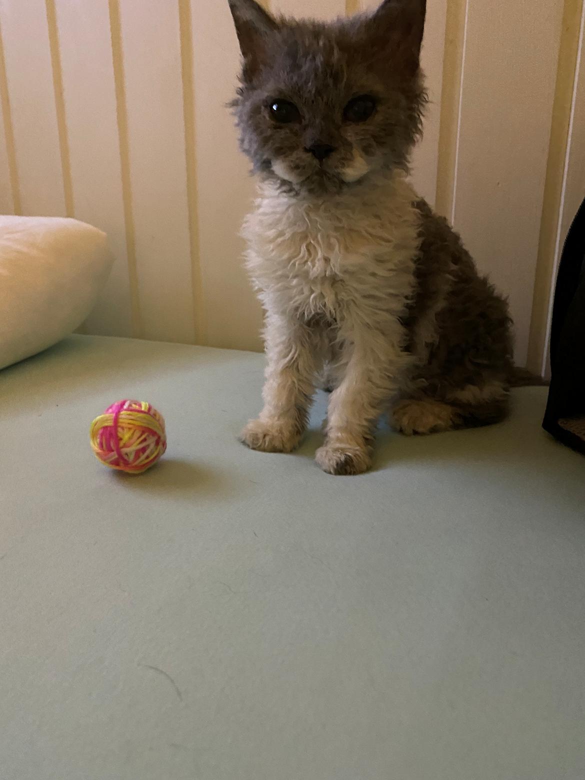 Selkirk Rex  Pumpkin billede 15