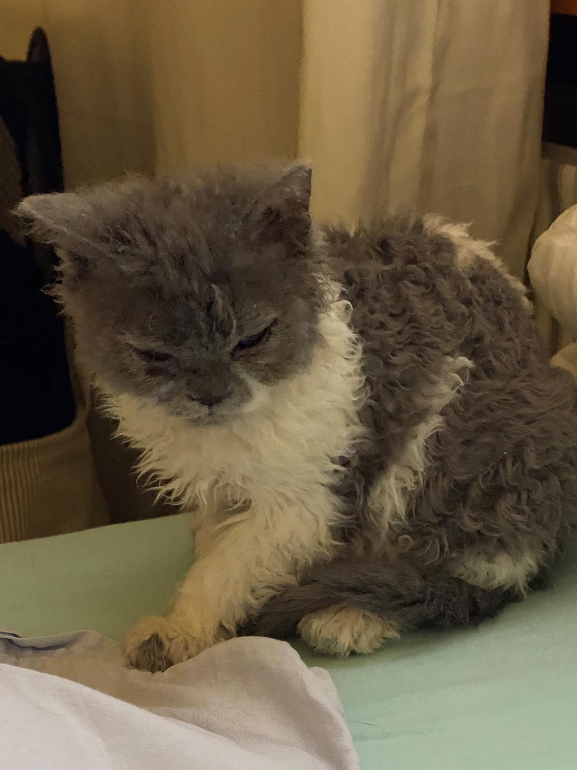 Selkirk Rex  Pumpkin billede 16