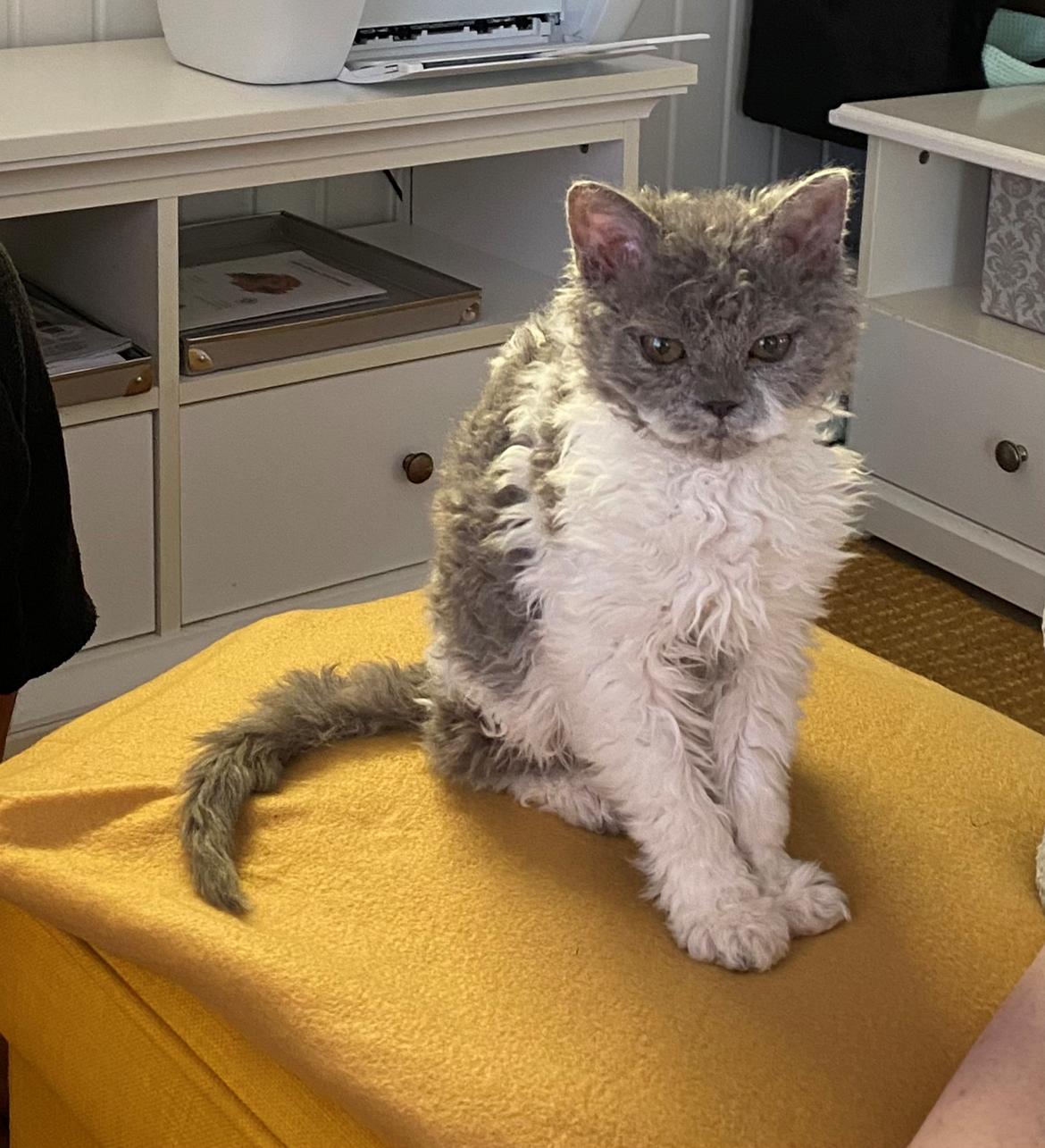 Selkirk Rex  Pumpkin billede 17