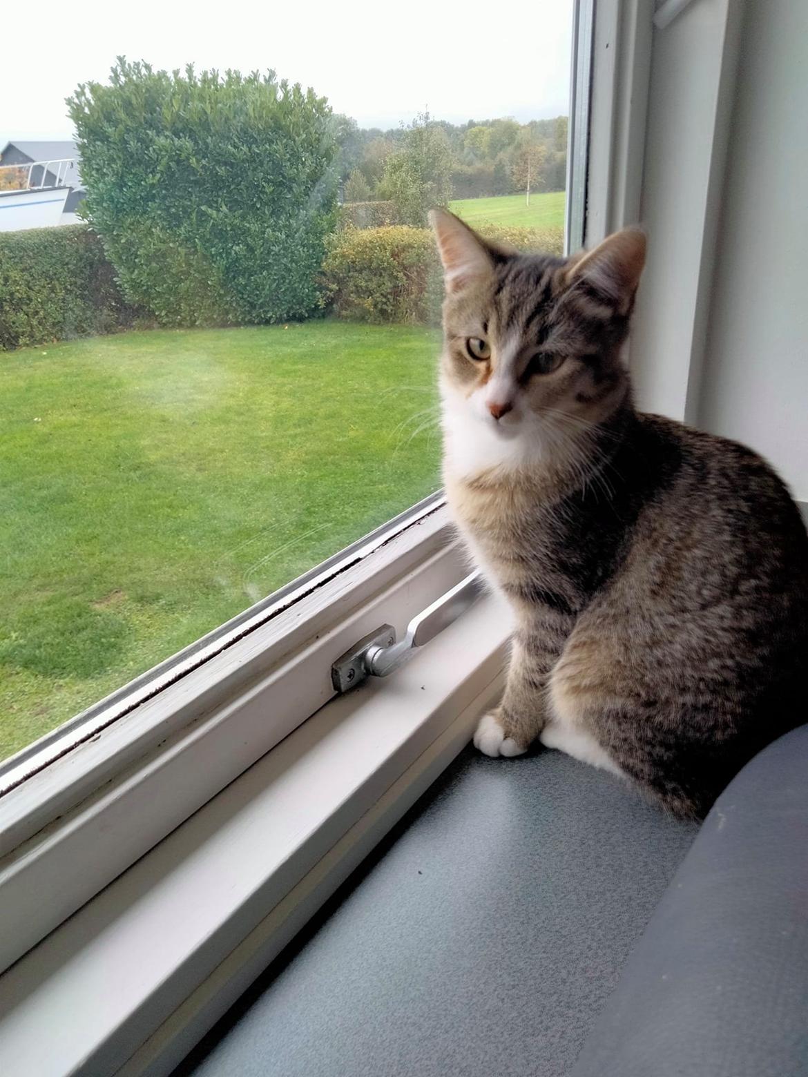 Huskat donna billede 2