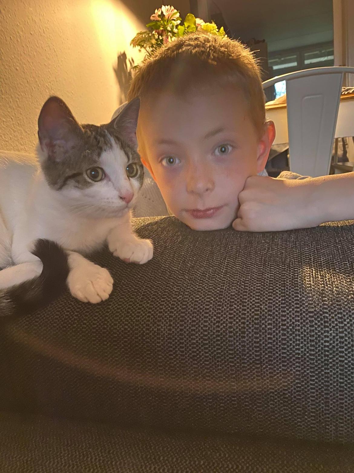 Huskat Louie billede 6